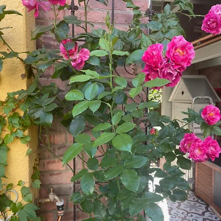 Botanica Apartamento *