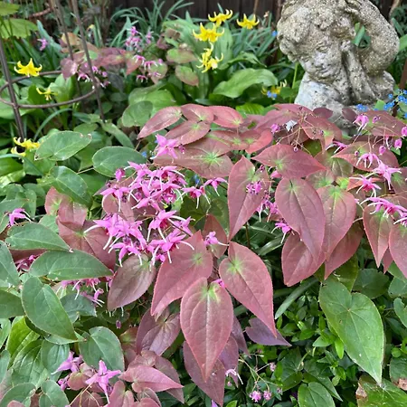 Botanica * Neustadt an der Weinstraße